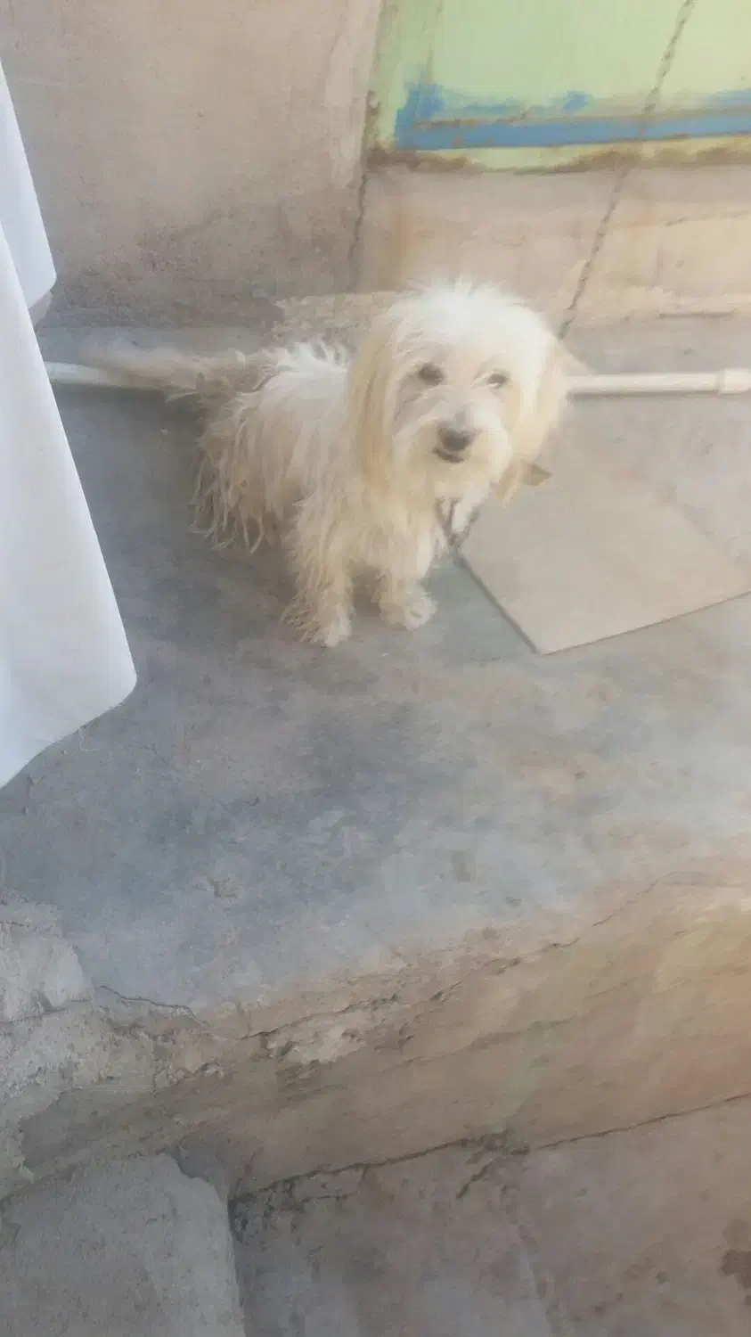 سگ پشمالو|سگ|مسجد سلیمان, |دیوار