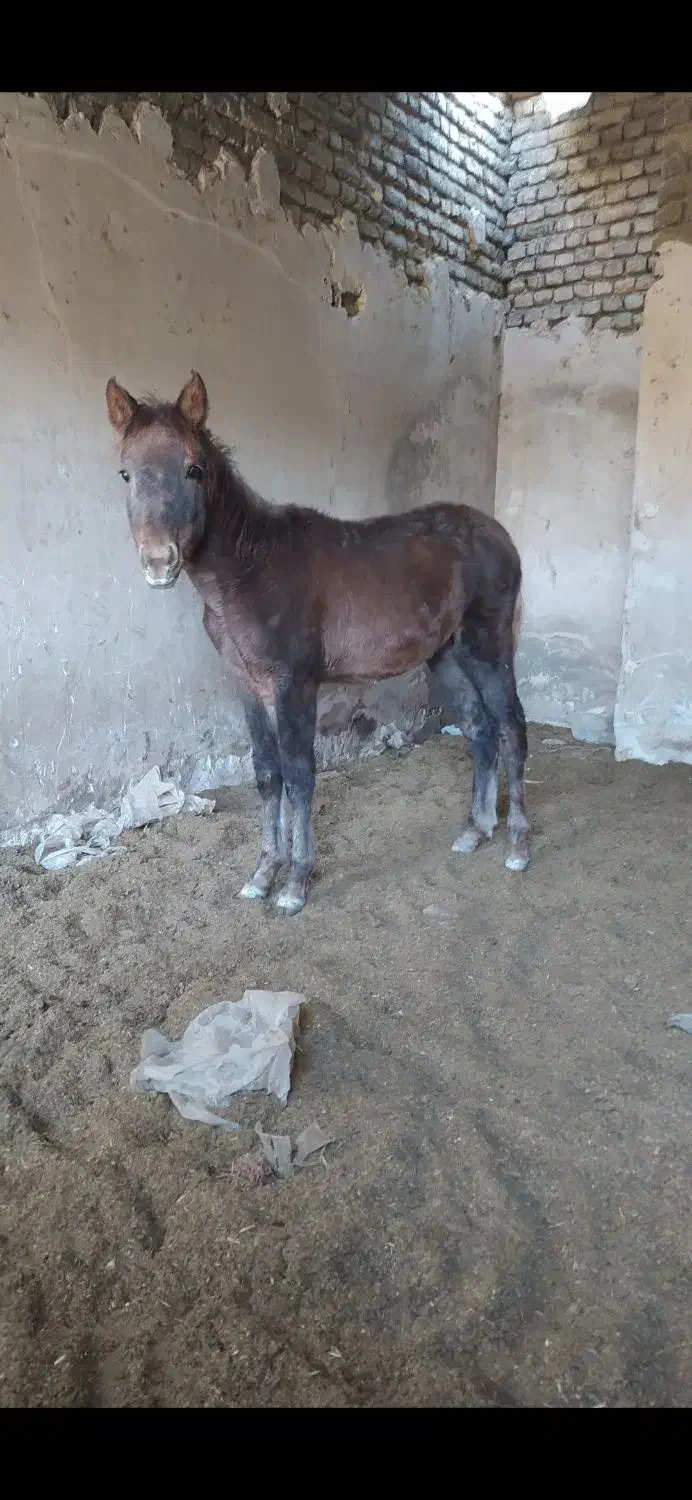 کره اسب|اسب و تجهیزات اسب‌سواری|قوچان, |دیوار