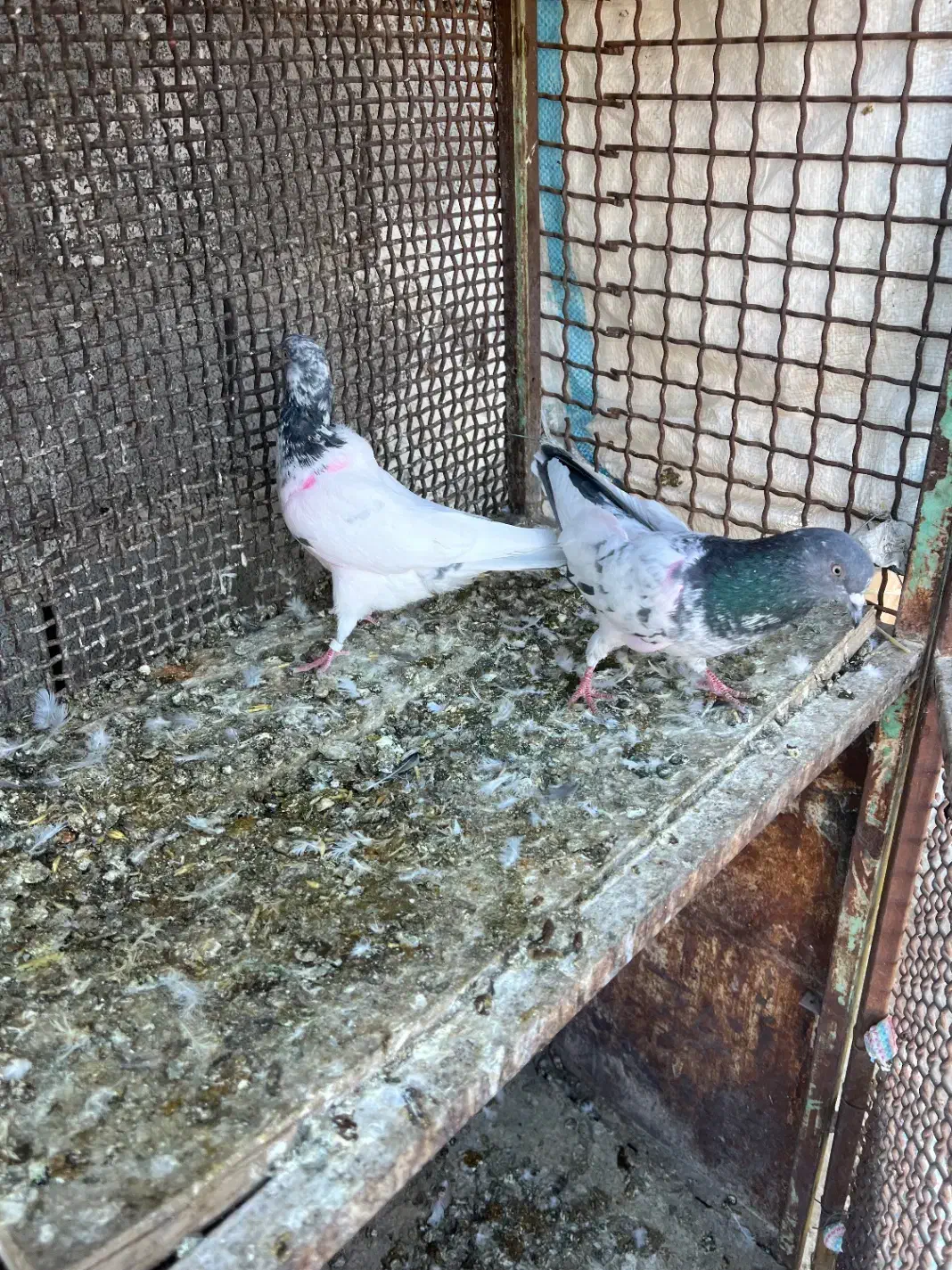 یه جفت پاکستانی|پرنده|سمنان, |دیوار