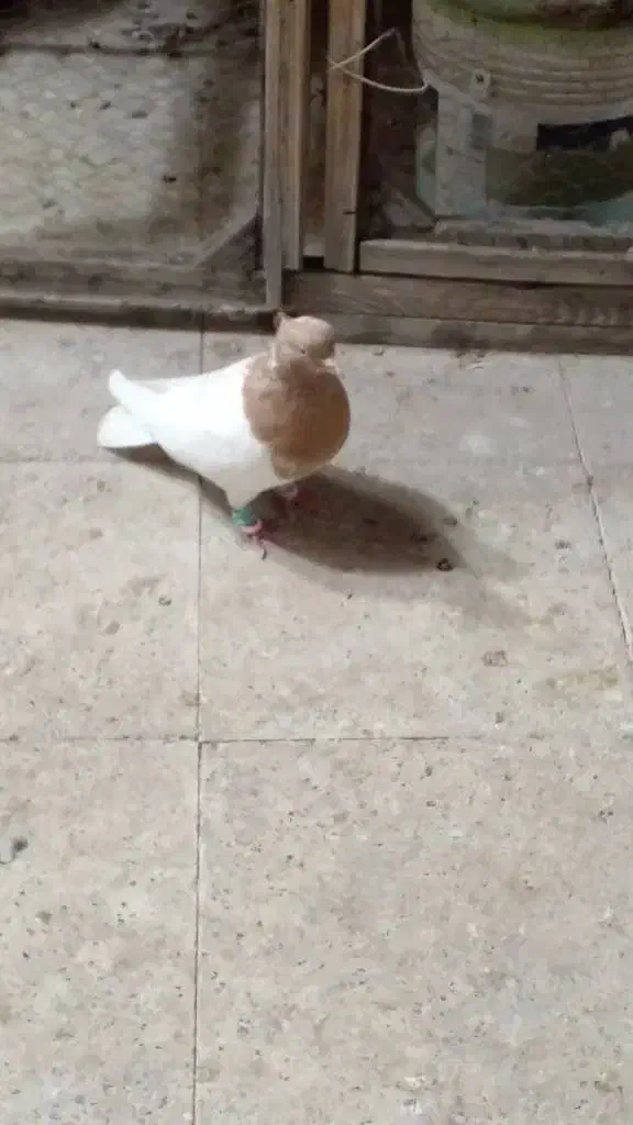 کبوتر|پرنده|مشهد, عبادی|دیوار