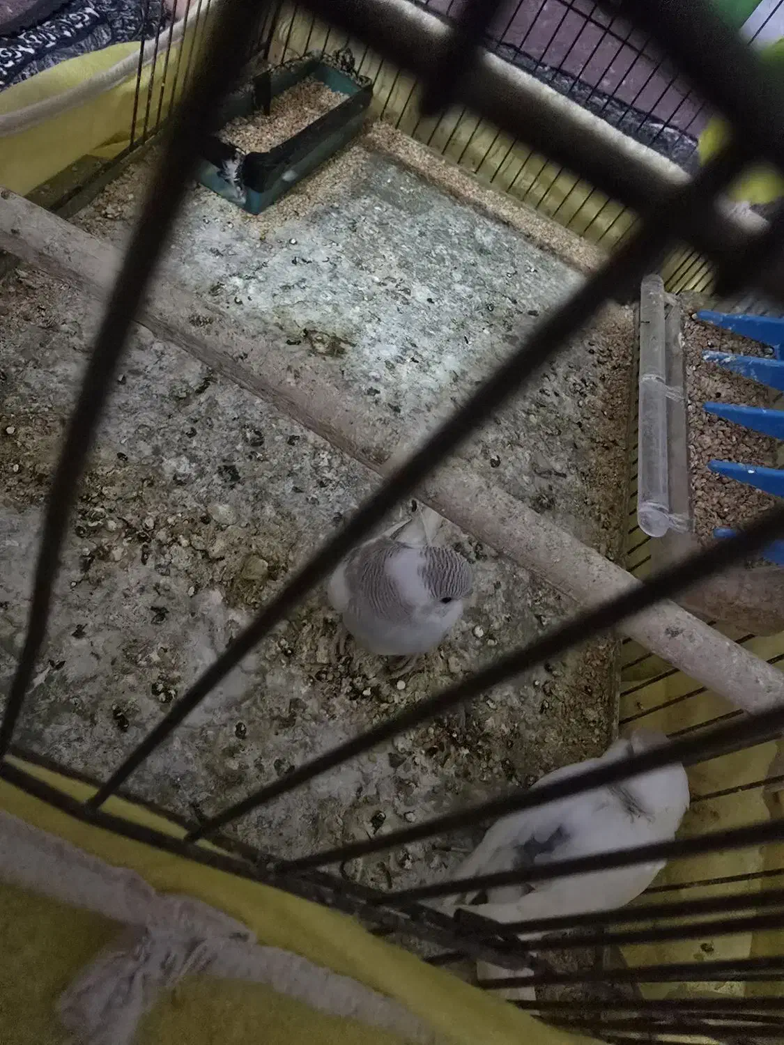 مرغ عشق جفتی چهارصد|پرنده|میبد, |دیوار