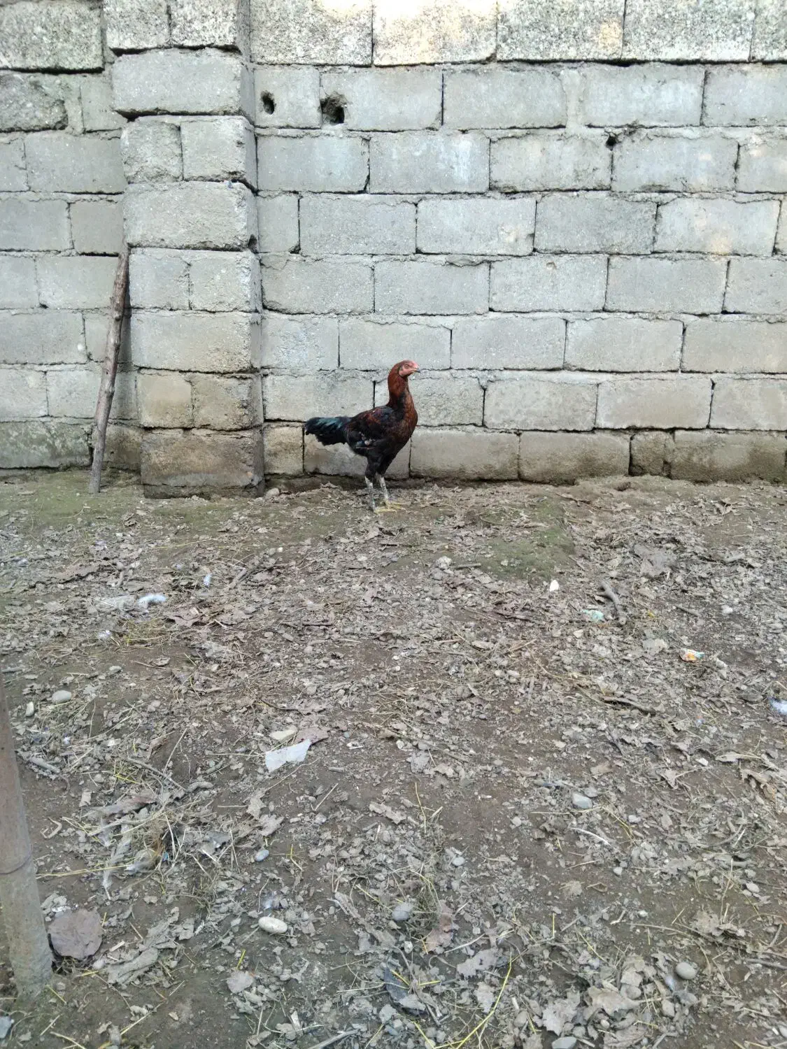 فروش خروس لاری|حیوانات مزرعه|پرهسر, |دیوار