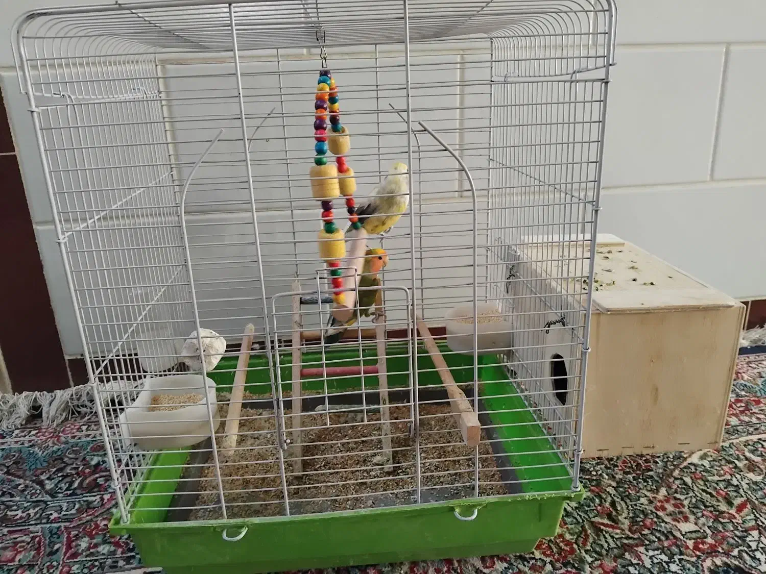 طوطی عروس و کوتوله|پرنده|زرند, |دیوار