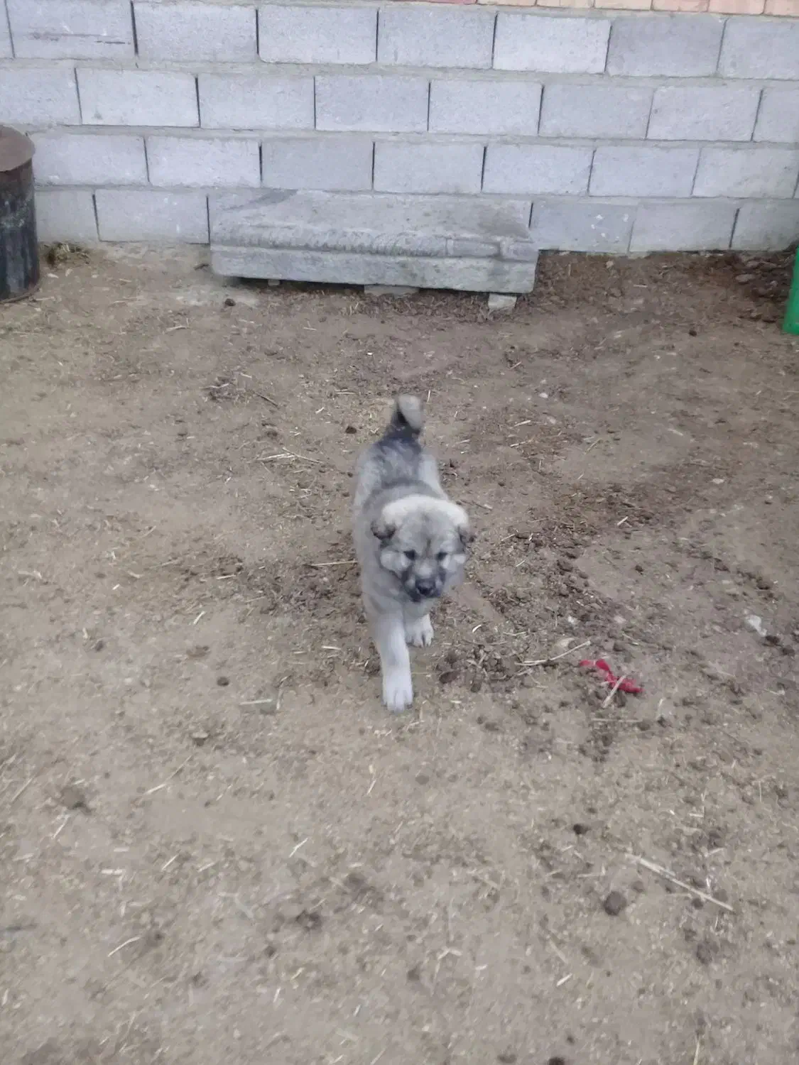 توله سگ سرابی اصیل|سگ|کوهسار (آذربایجان), |دیوار