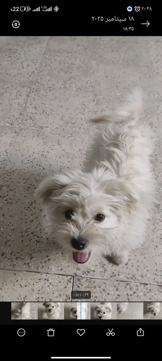 سگ گمشده|حیوانات|ورامین, شهرک فجر|دیوار