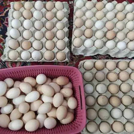 تخم نطفه دار نژاد مرندی|حیوانات مزرعه|شیراز, شهرک بهشتی|دیوار