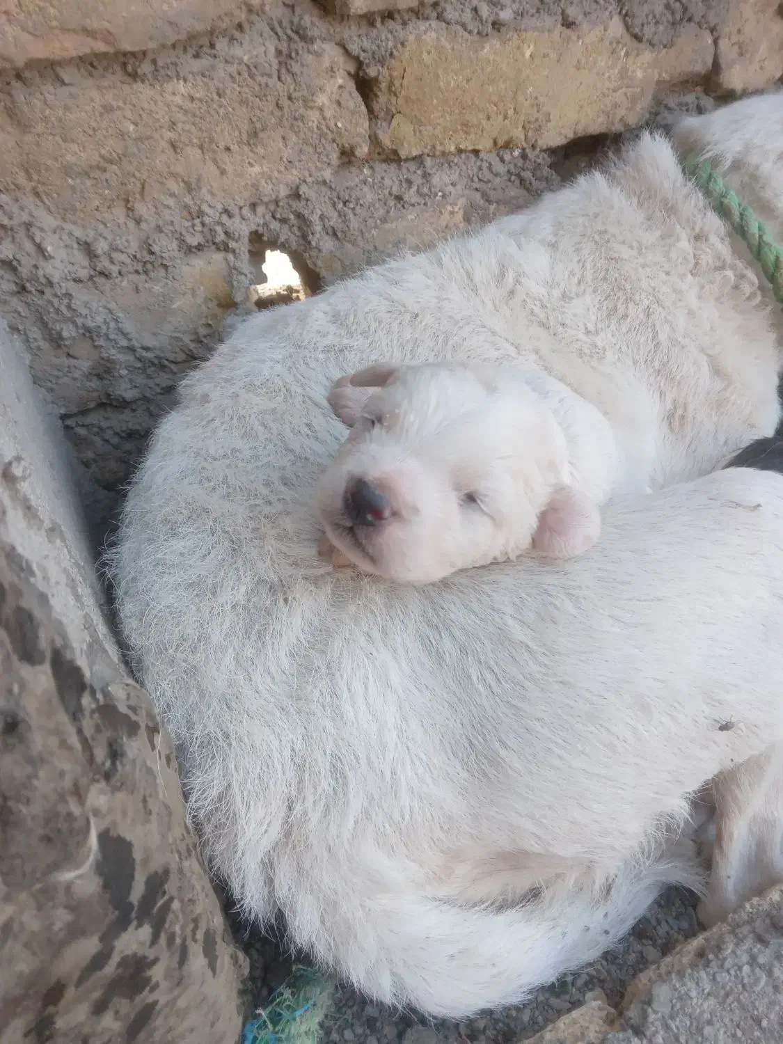 سگ پاکوتاه|سگ|مشهد, هنرستان|دیوار