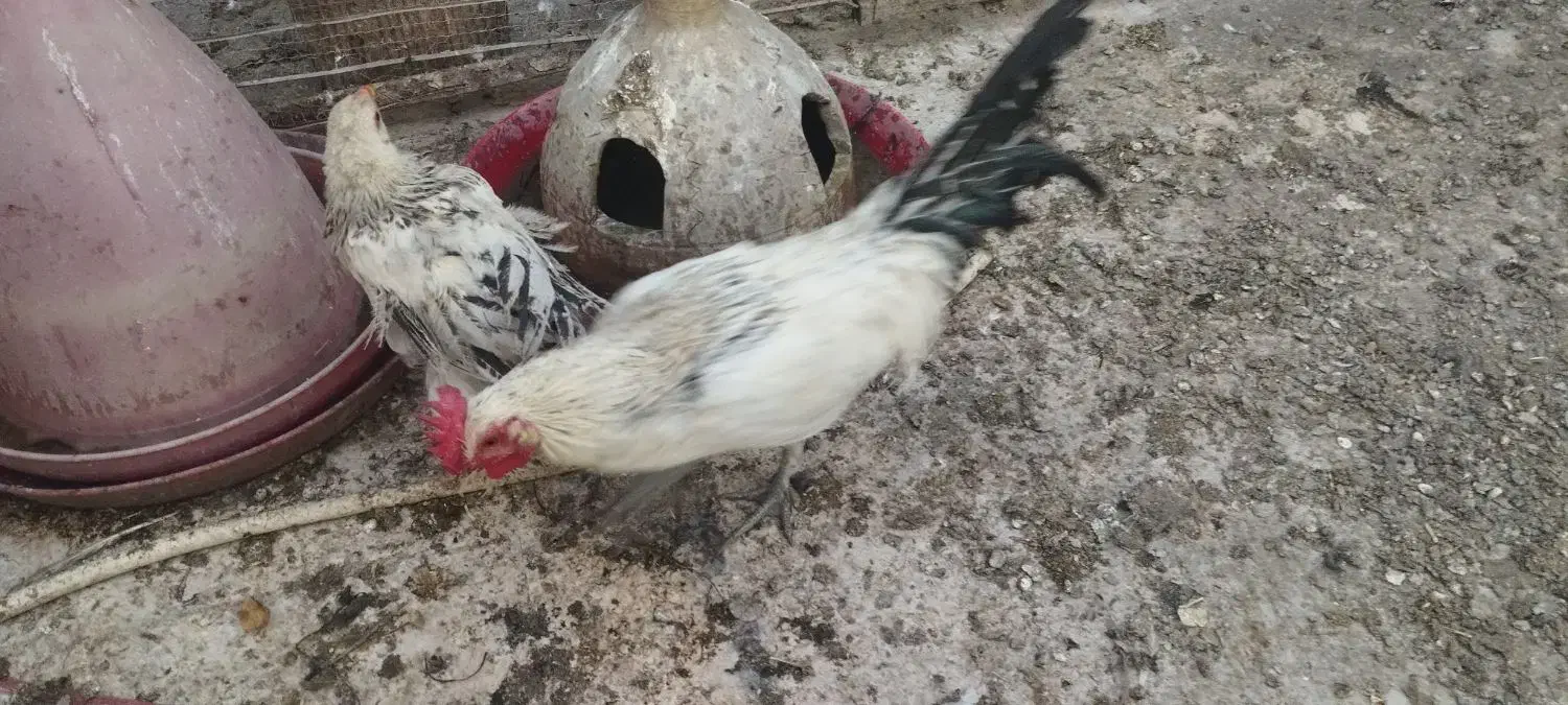 خروس فونیکس|حیوانات مزرعه|قم, مجیدیه|دیوار