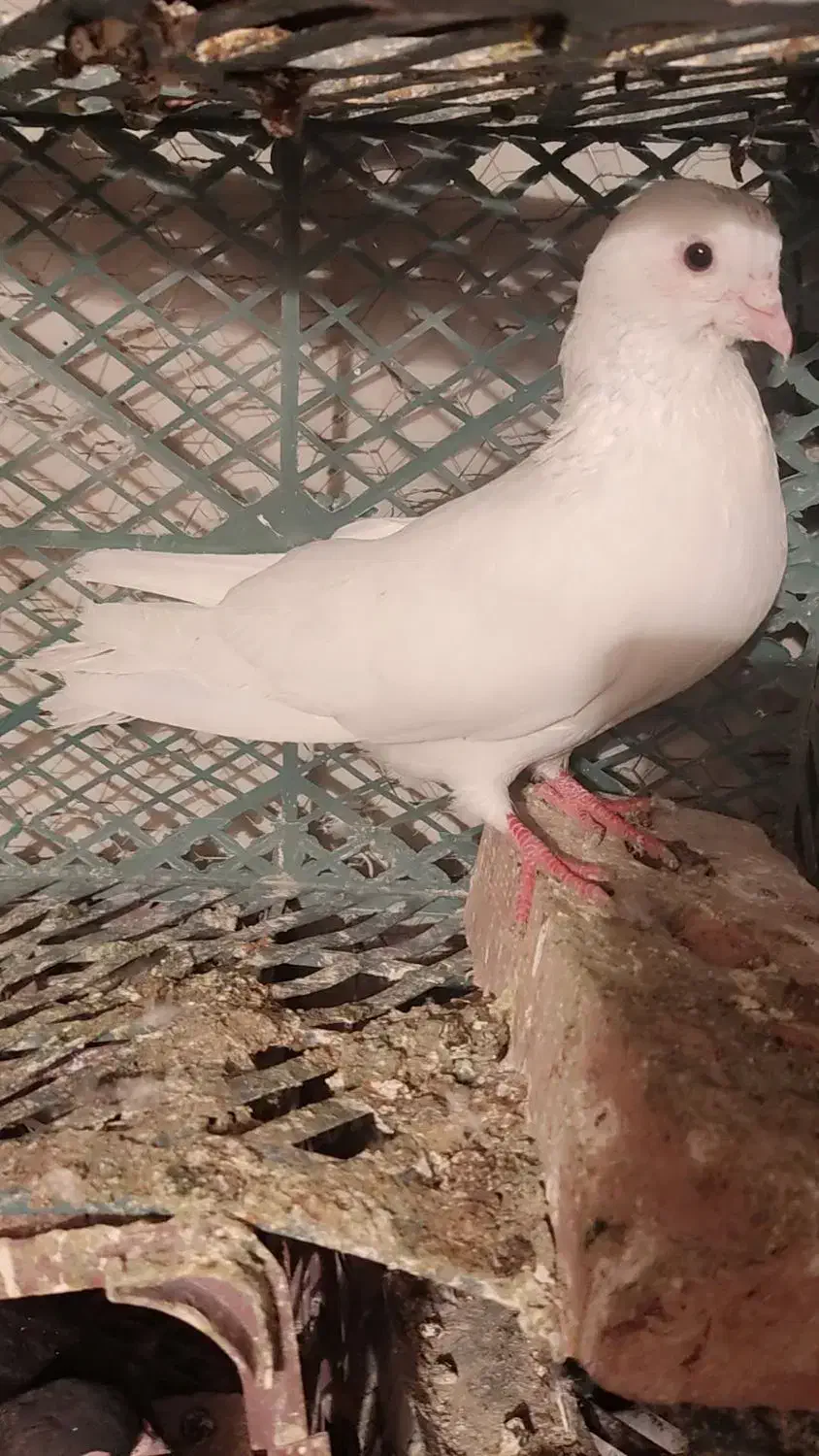 کبوتر|پرنده|اهر, |دیوار