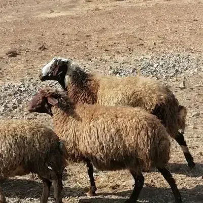 قوچ نژادمهربانی پلنگی|حیوانات مزرعه|خزل, |دیوار