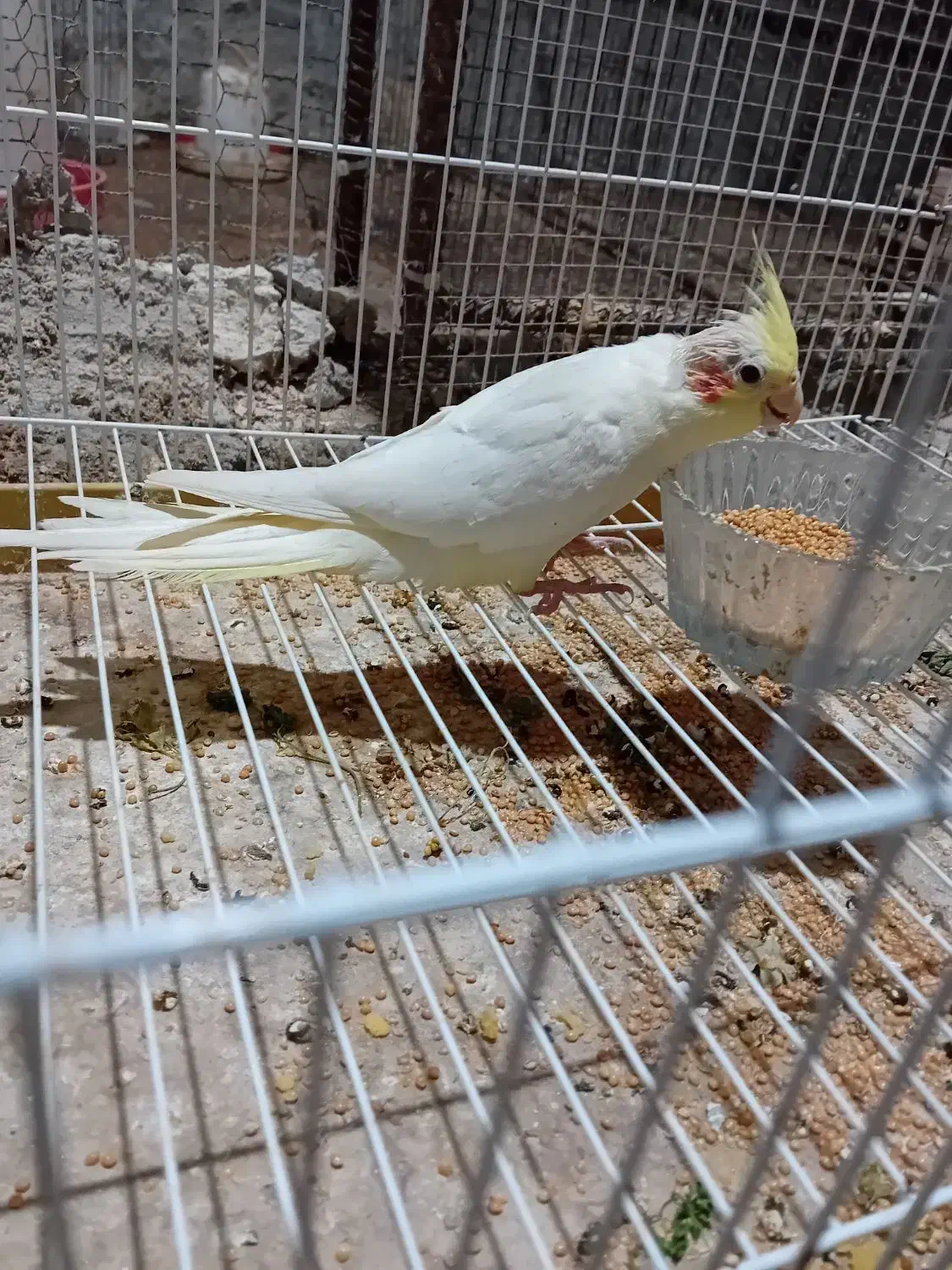 جوجه عروس هلندی|پرنده|مینودشت, |دیوار