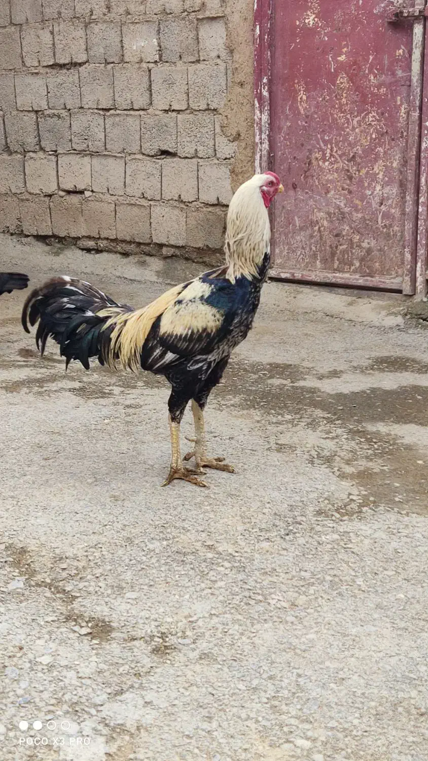 خروس لاری|حیوانات مزرعه|دیواندره, |دیوار