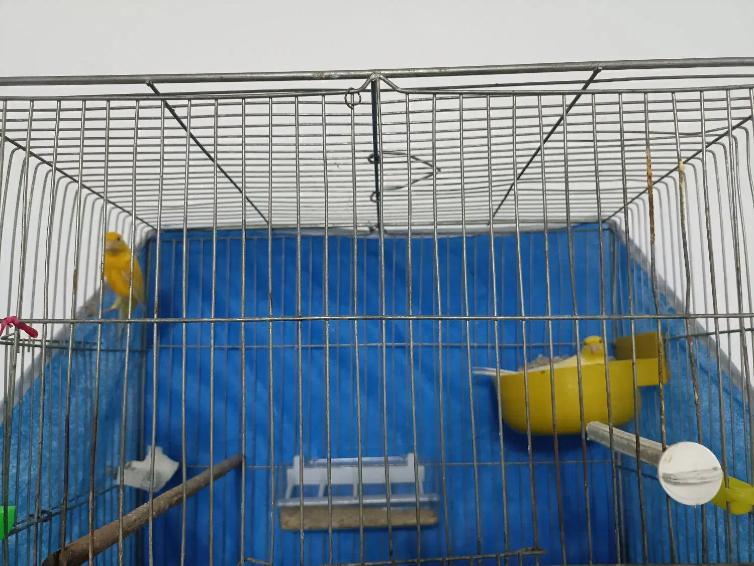 زرد نر و ماده مولد پنج تخم|پرنده|فولادشهر, زاینده رود|دیوار