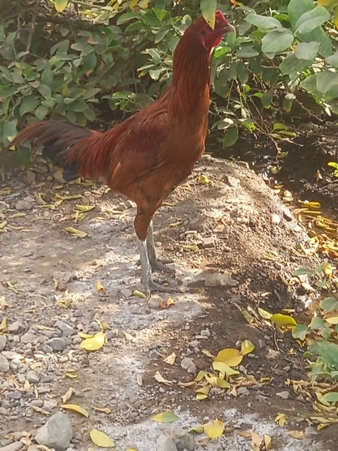 خروس لاری|حیوانات مزرعه|بافت, |دیوار