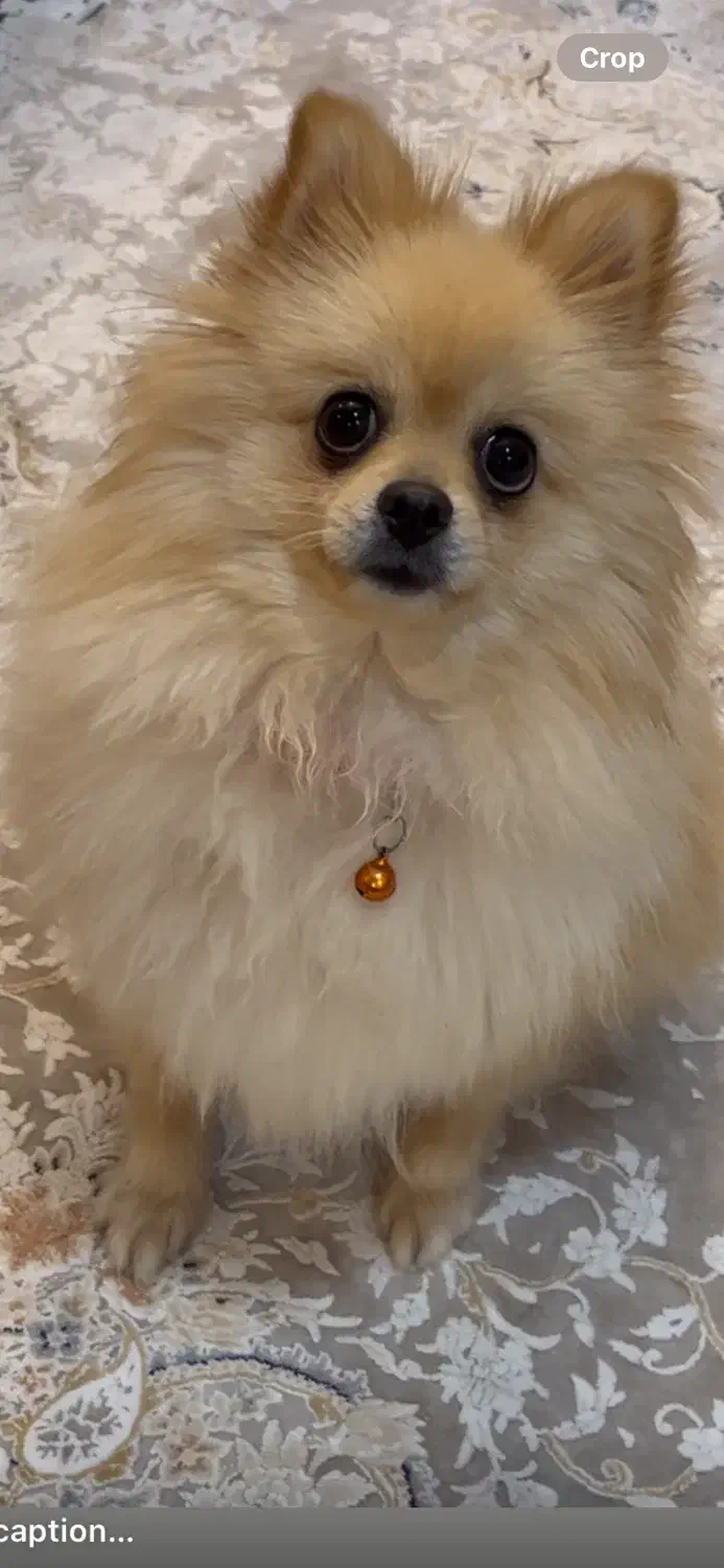 سگ پامر|سگ|تهران, سردارجنگل|دیوار