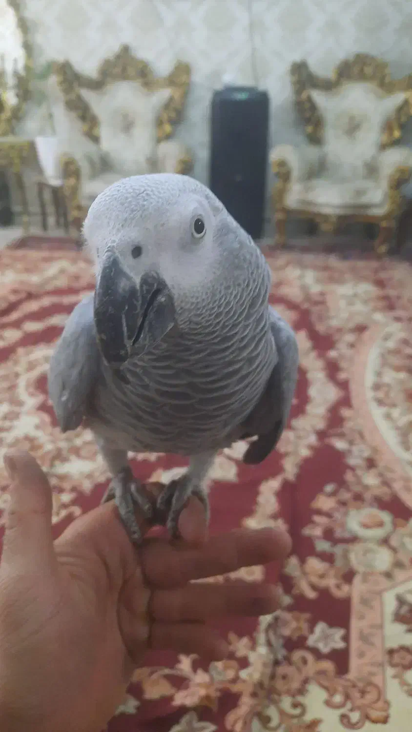 کاسکو دم قرمز نر اماده جفت گیری|پرنده|تبریز, |دیوار