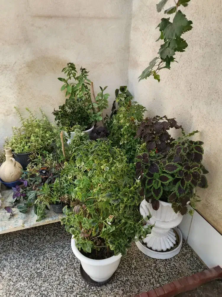 تعدای گل حسن یوسف بفروش|گل و گیاه طبیعی|نجفآباد, قدس|دیوار