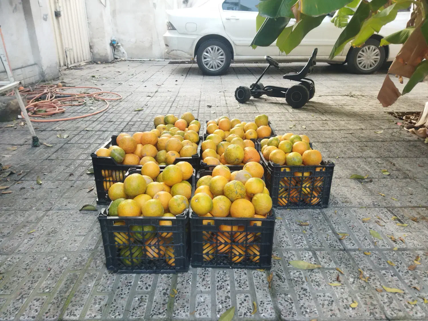 نارنج تازه چین آبدار|گل و گیاه طبیعی|گرگان, |دیوار