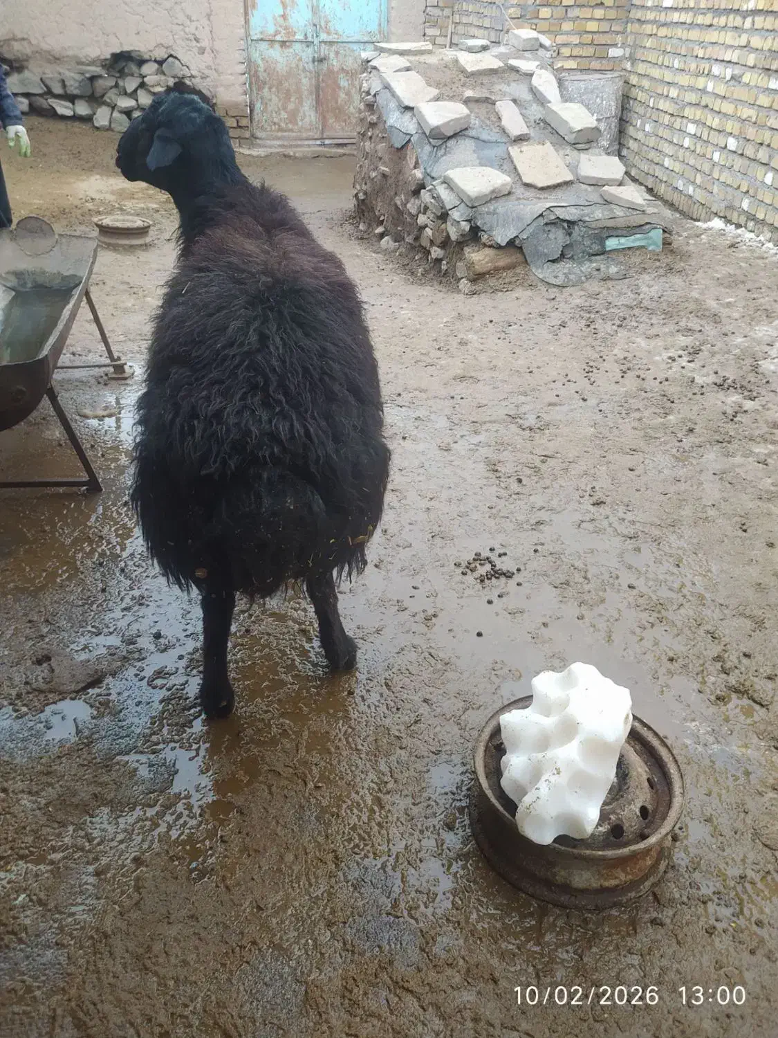 قوچ قره قزل|حیوانات مزرعه|قره پشتلو, |دیوار