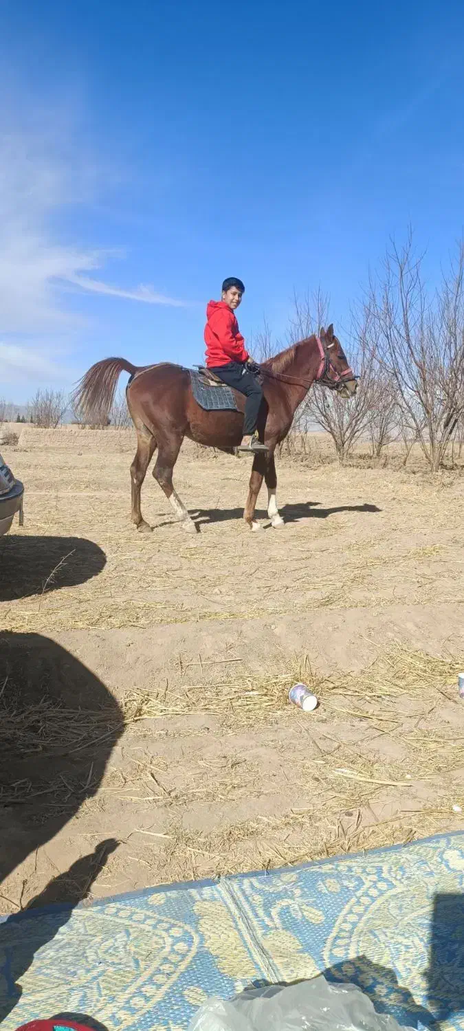 معامله یا فروش|اسب و تجهیزات اسب‌سواری|ماهان, |دیوار