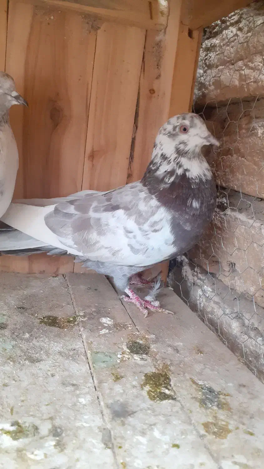 کفتر کبوتر پرشی|پرنده|قم, شهرک طالقانی|دیوار