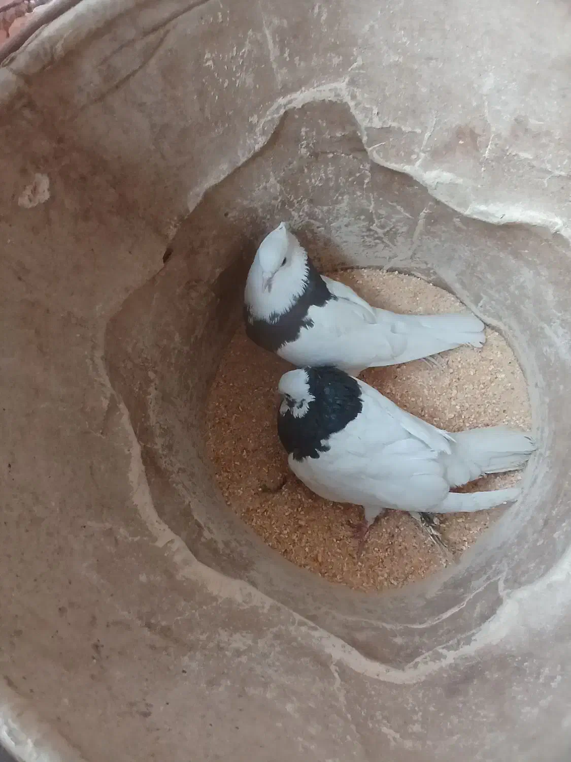 کبوتر|پرنده|محمدیه-قزوین, |دیوار