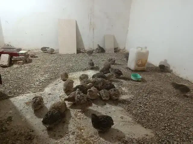 سی چهل عدد بلدرچین تازه به تخم اومدهسی|حیوانات مزرعه|بیرجند, |دیوار