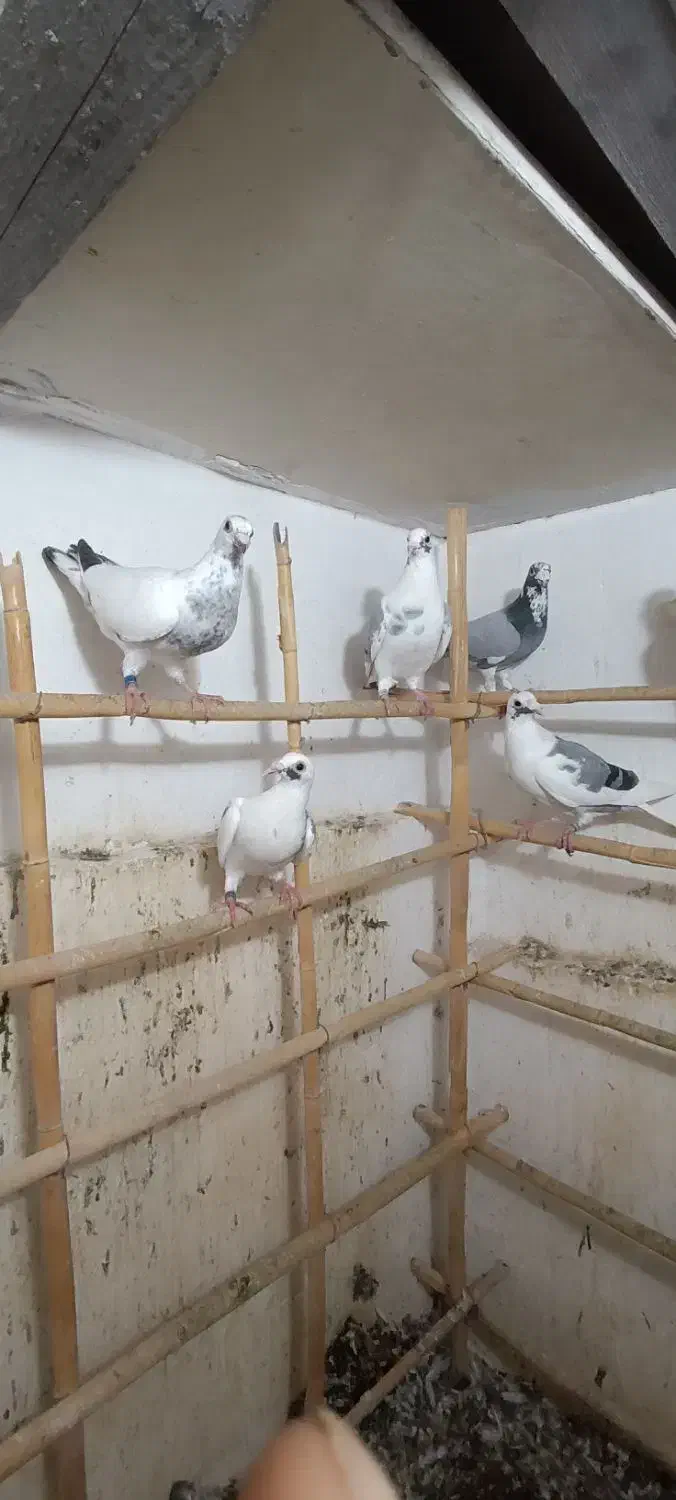 کبوتر|پرنده|گرگان, |دیوار