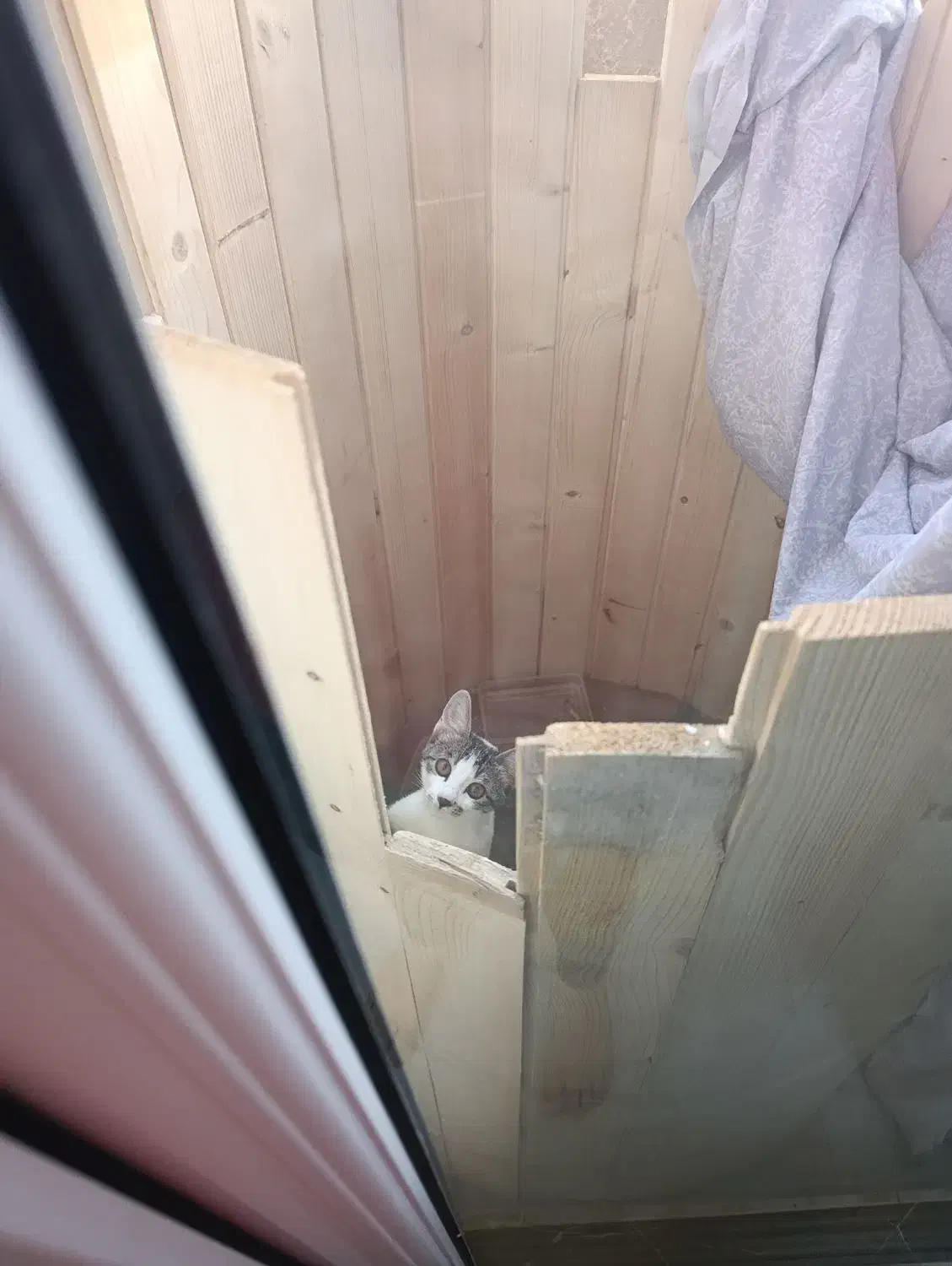 واگذاری گربه|گربه|قم, نیروگاه|دیوار