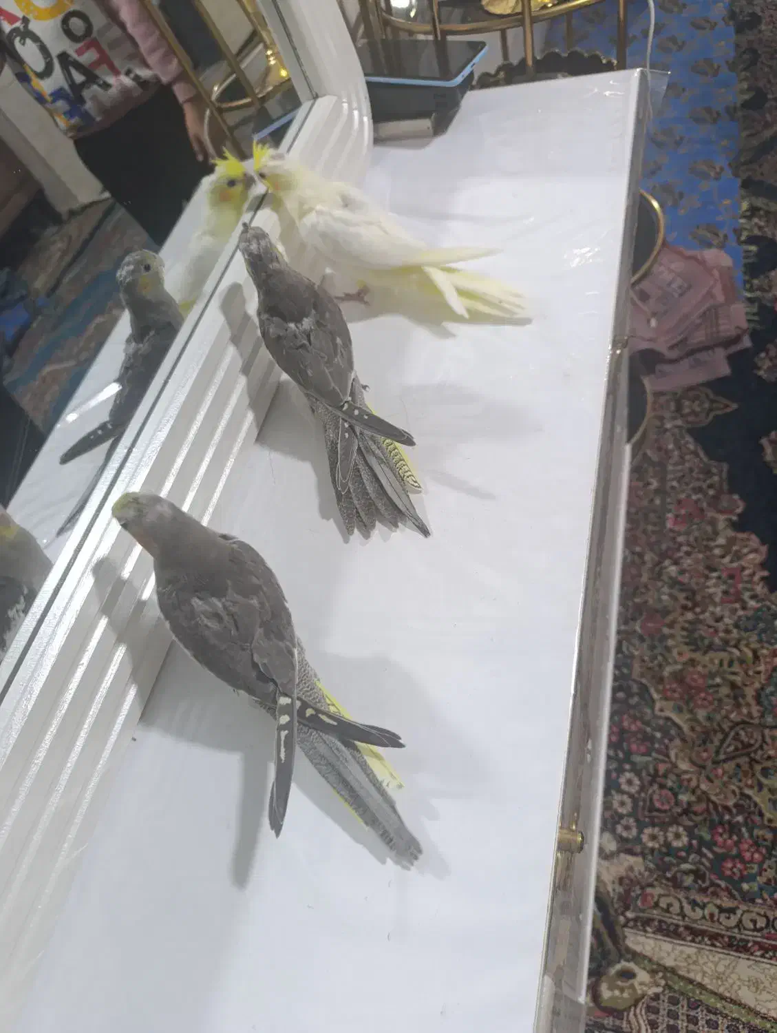 جوجه عروس ۳ماه نژاد سخنگو|پرنده|کرمان, |دیوار