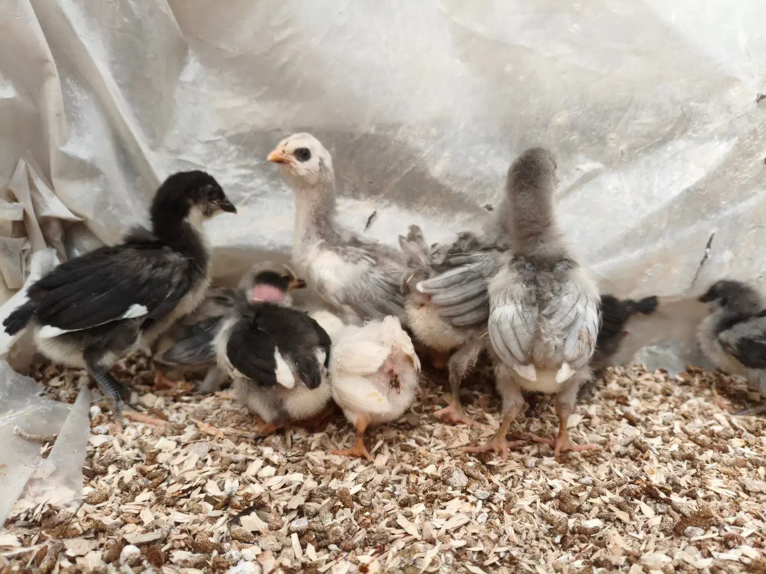 جوجه مرغ گلین|حیوانات مزرعه|تهران, ده‌ونک|دیوار