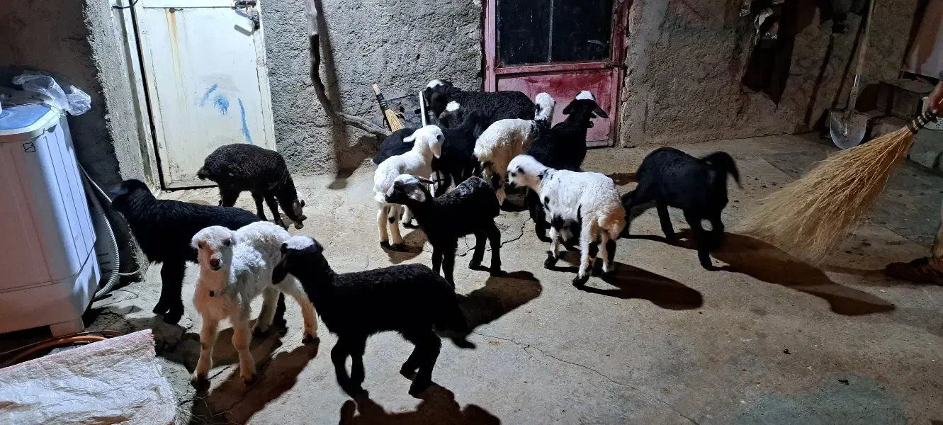 میس بره|حیوانات مزرعه|ازنا, |دیوار