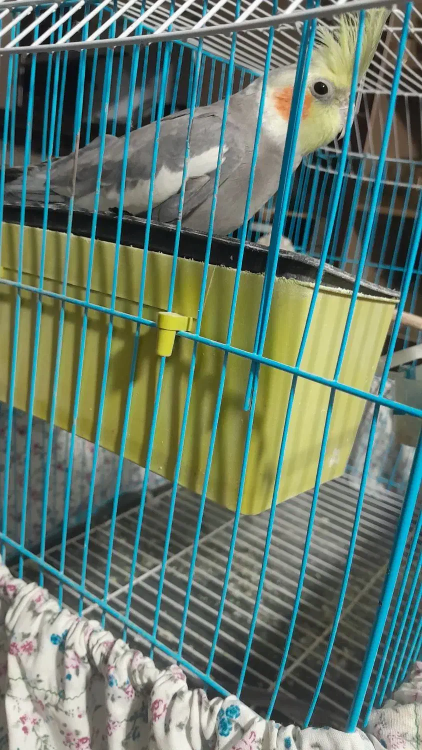 عروس هلندی سخنگوا|پرنده|کهنوج, |دیوار