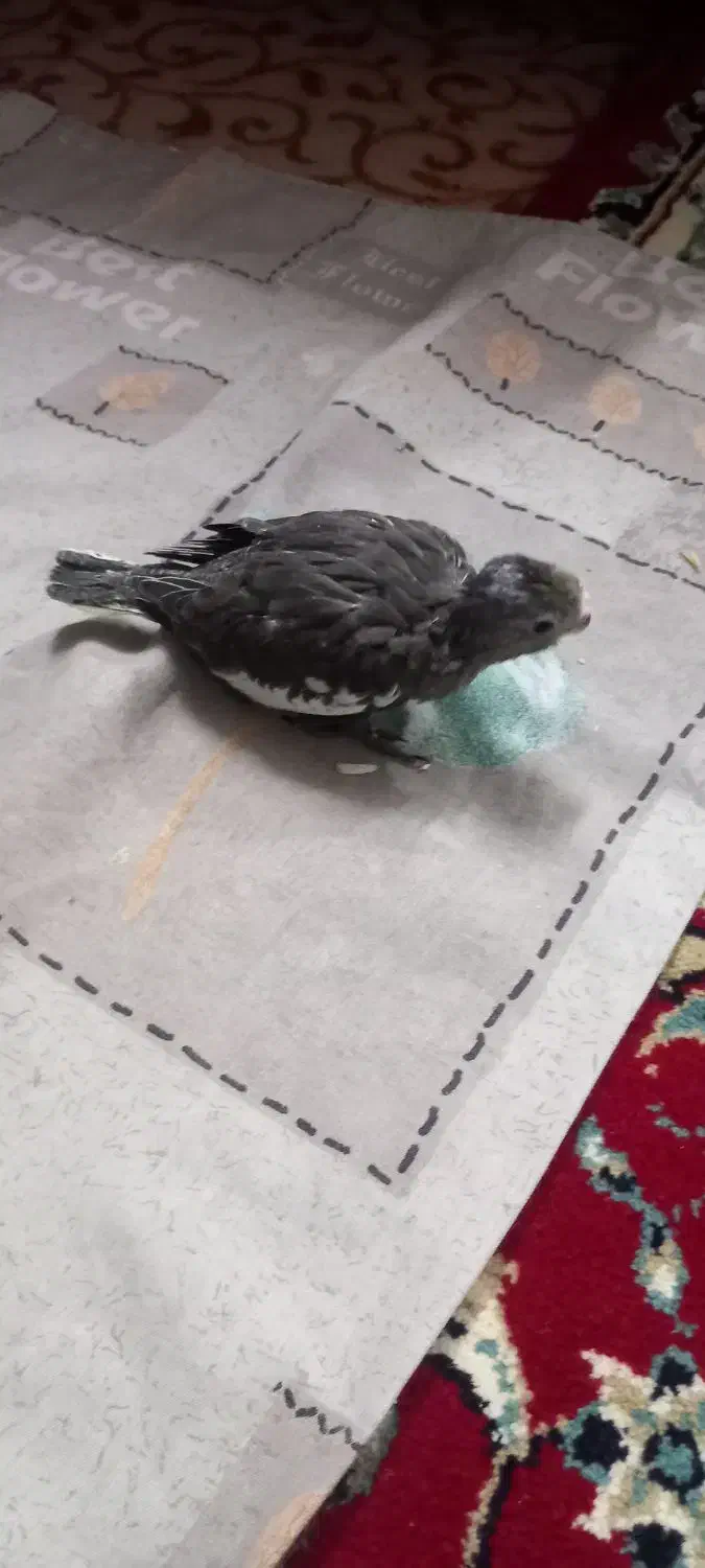 جوجه عروس هلندی|پرنده|مشهد, شهید قربانی|دیوار