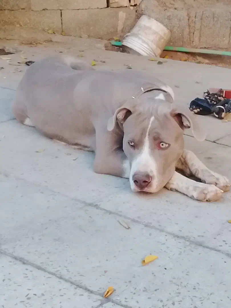 فروش پیت بول آمرکین|سگ|نورآباد ممسنی, |دیوار