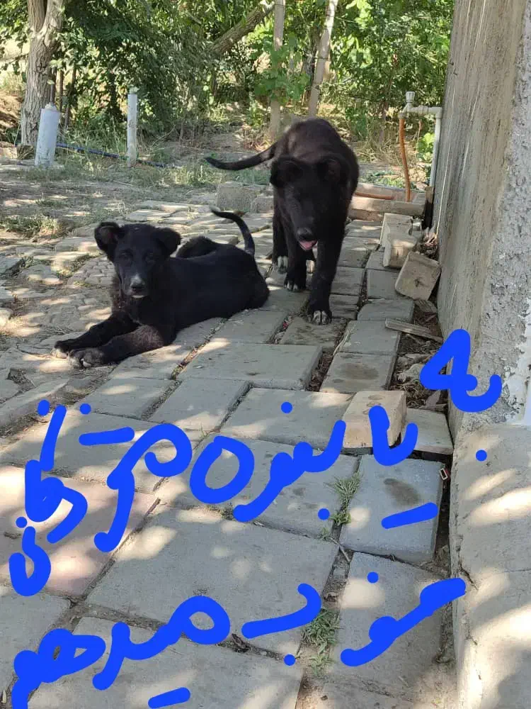 توله سگ گمشده|حیوانات|ارومیه, |دیوار