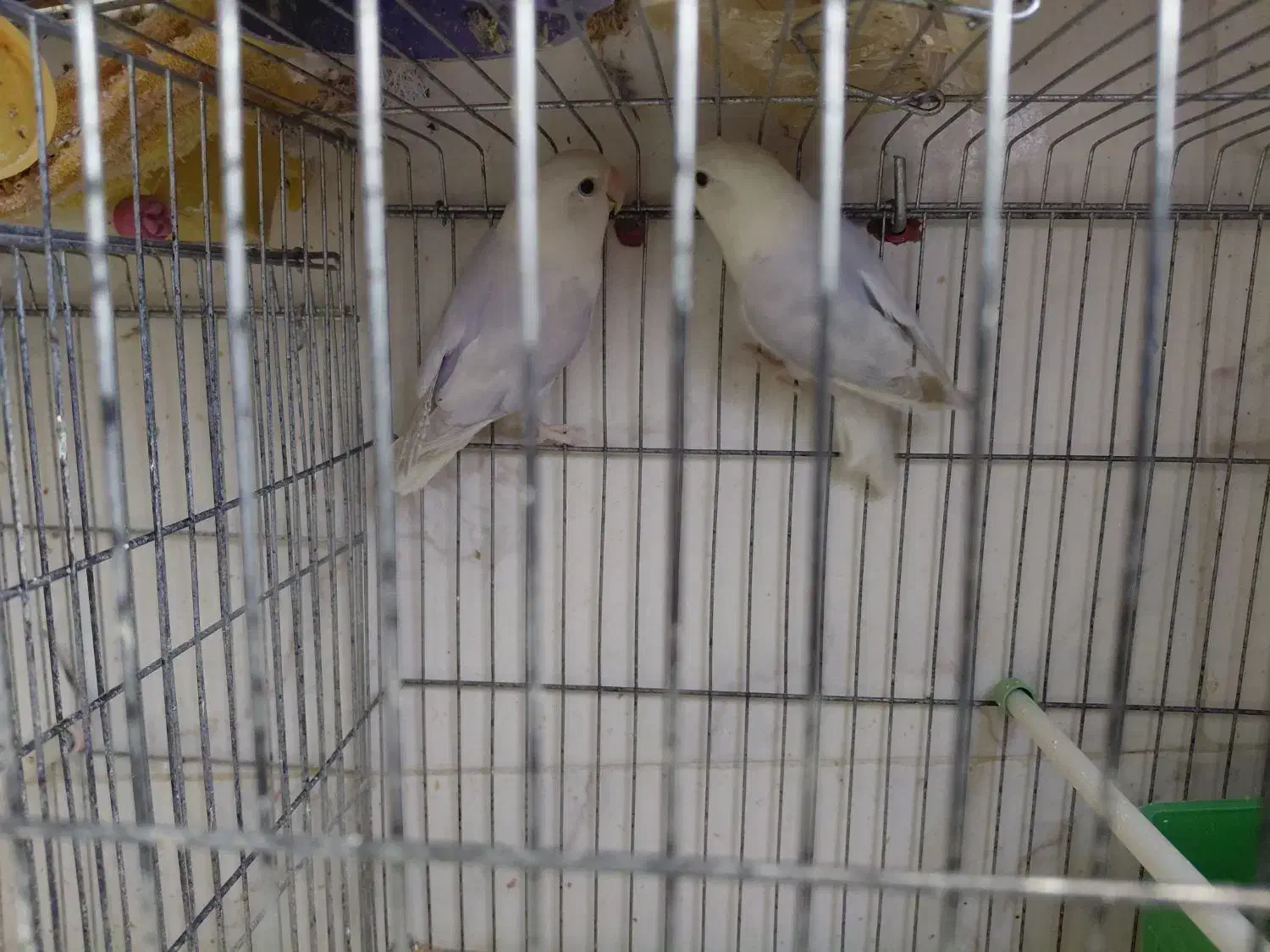 طوطی برزیلی وایت فیس|پرنده|شیراز, محراب|دیوار