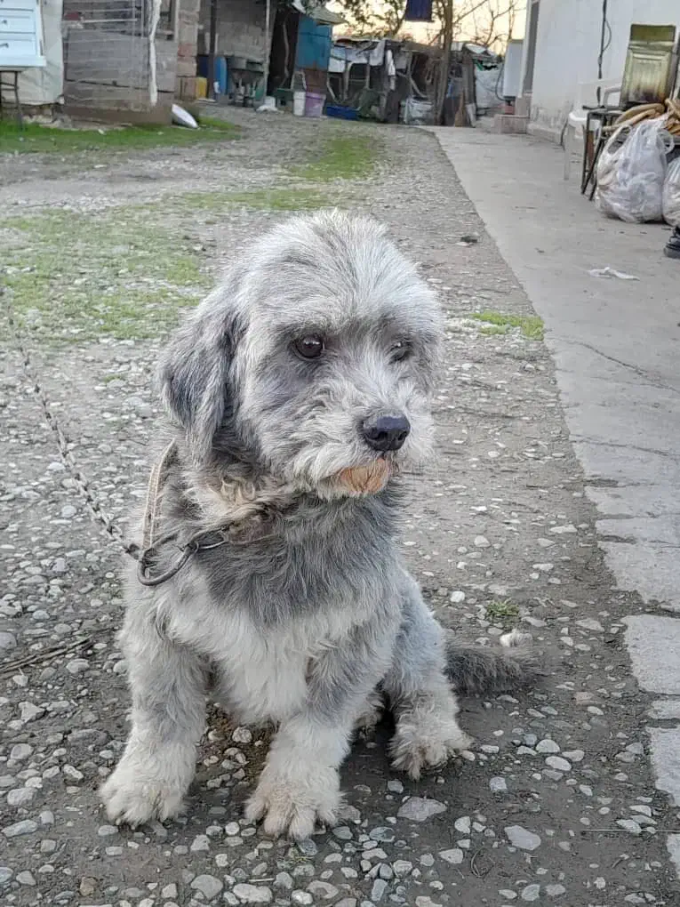 فروش  سگ|سگ|قائم‌شهر, |دیوار