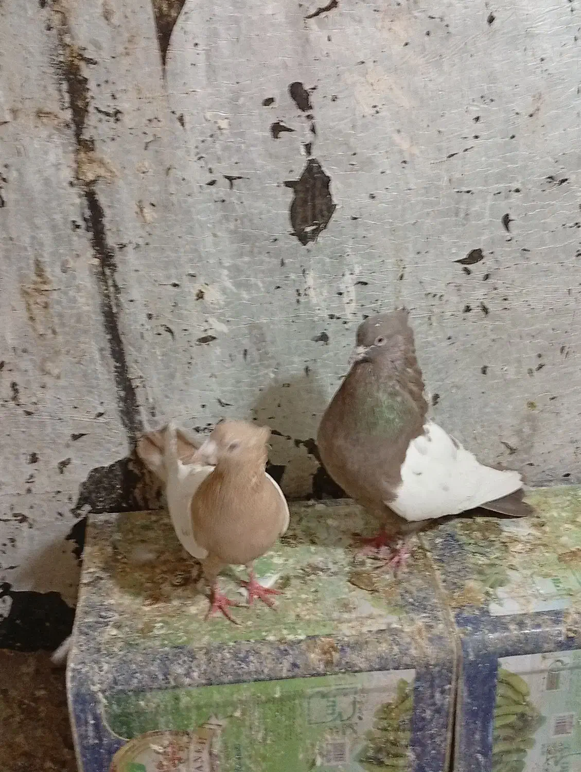 فروش کفتر|پرنده|شیراز, سهل‌آباد|دیوار