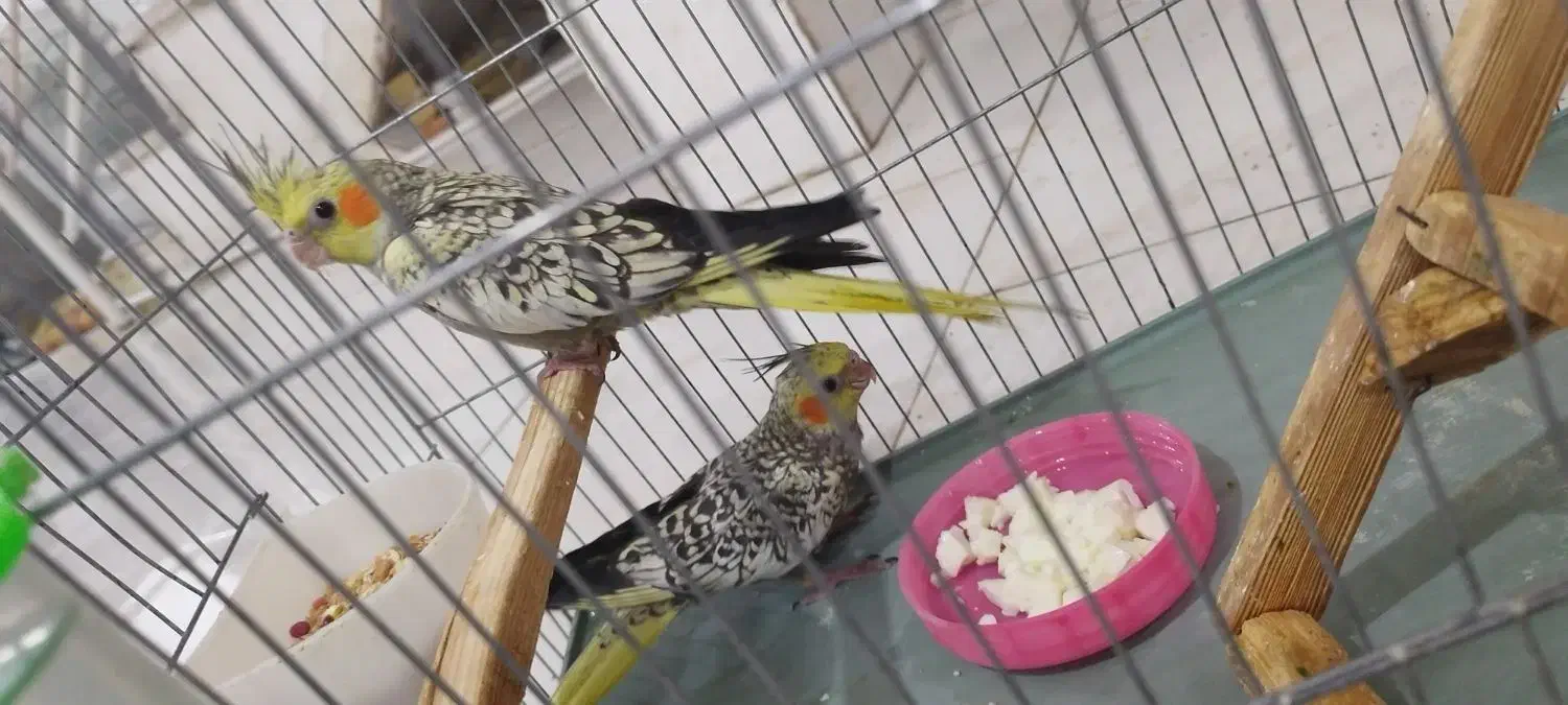 جوجه وجوانه عروس|پرنده|سبزوار, امیریه|دیوار