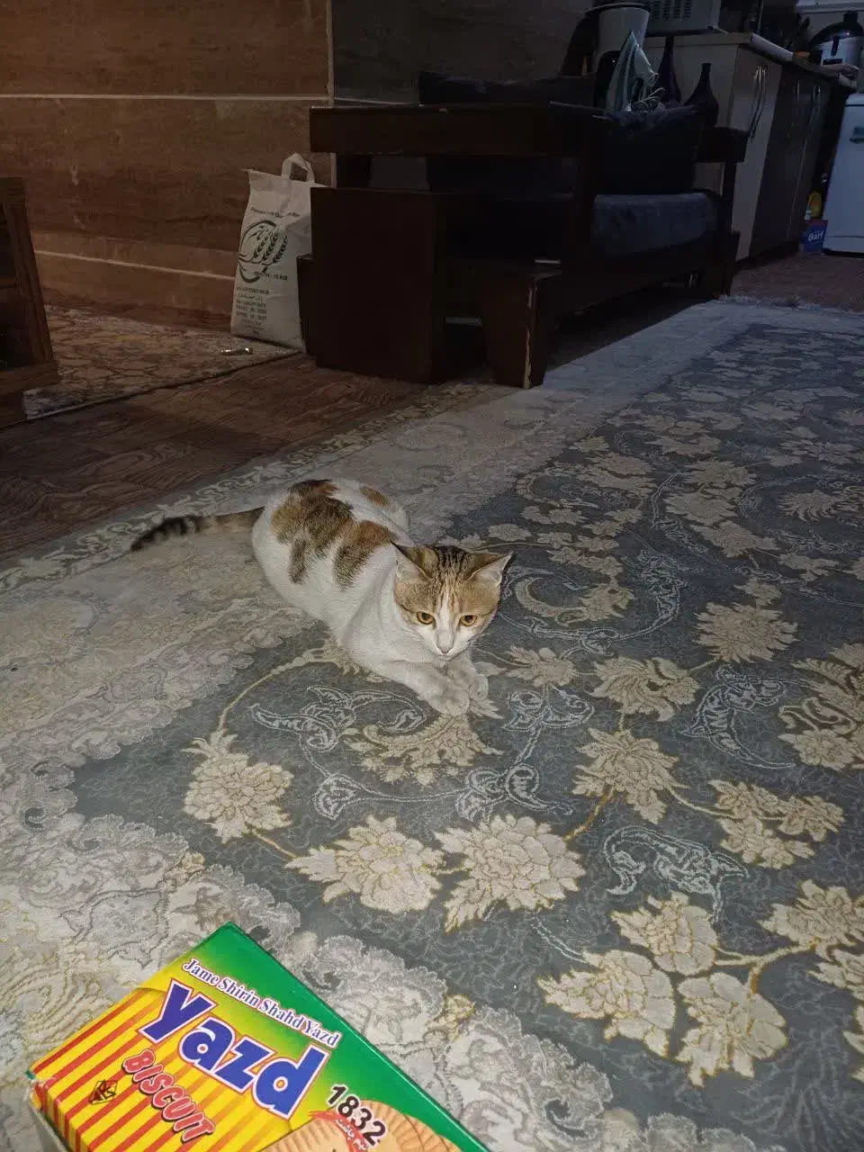 گمشده|حیوانات|قم, انصار‌الحسین|دیوار