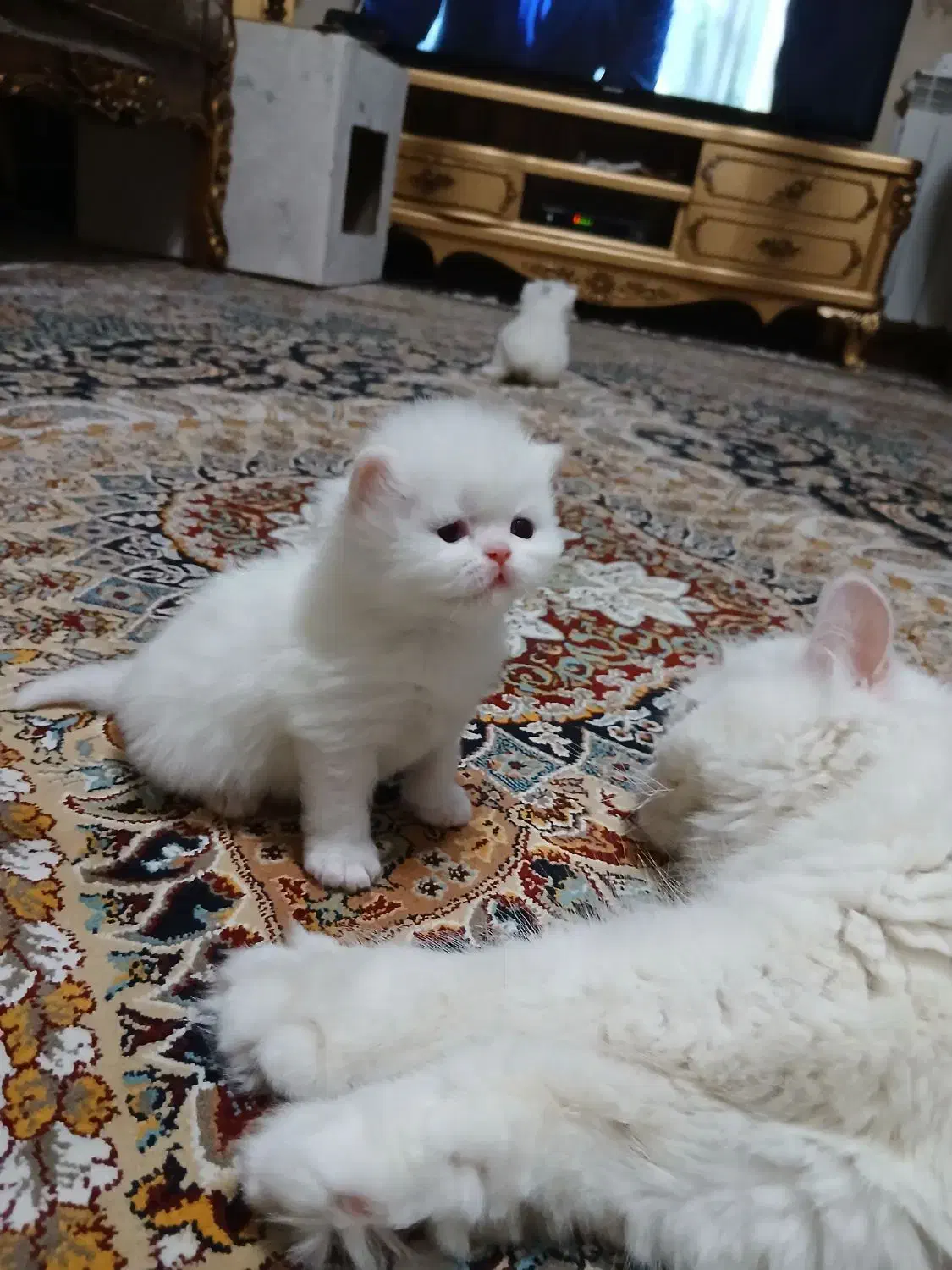 بچه گربه های بیریتیش|گربه|تهران, نبی اکرم|دیوار