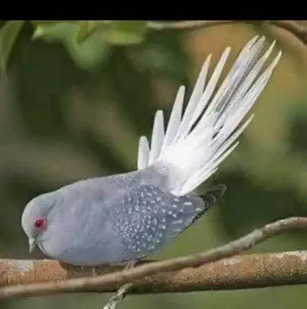 پرنده|پرنده|عسلویه, |دیوار