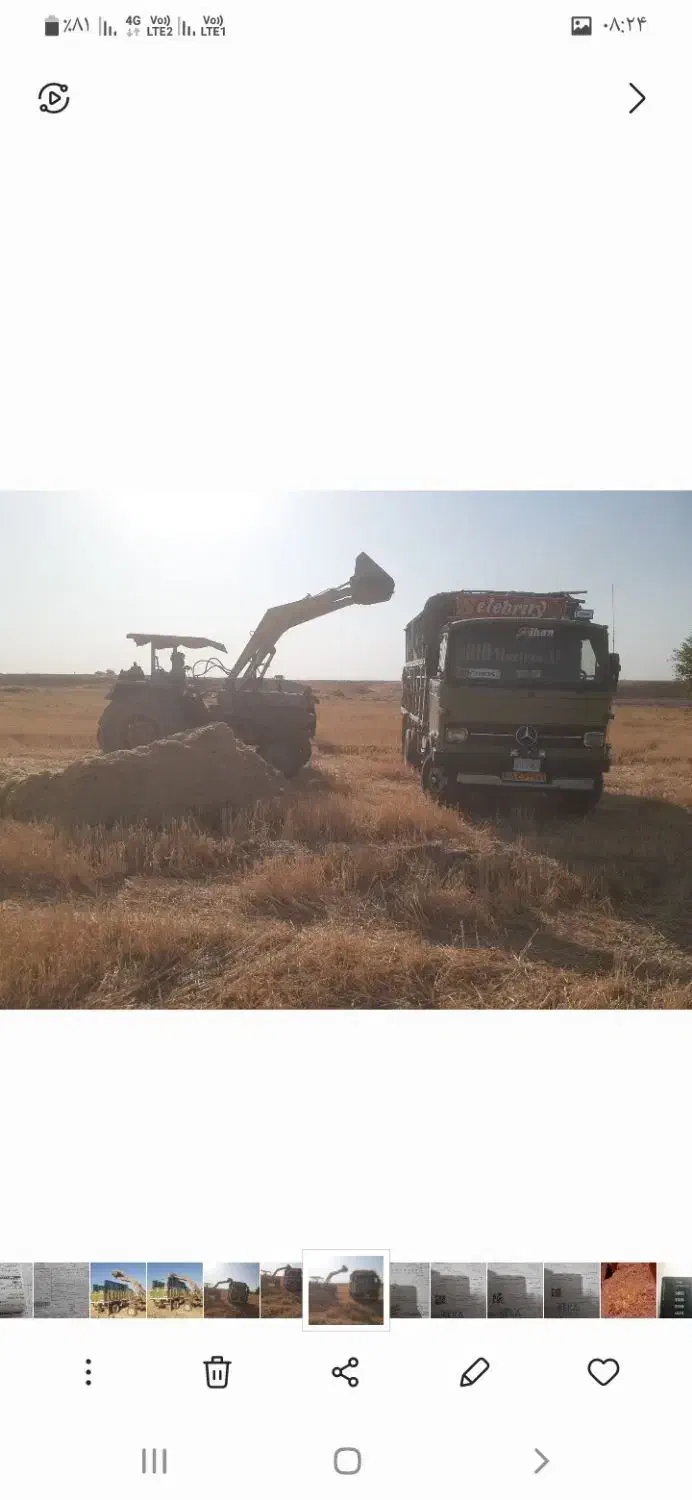 پخش کاه گندموکاه جو دیم سفید نرم ریز.پیک رایگان|حیوانات مزرعه|مسجد سلیمان, |دیوار