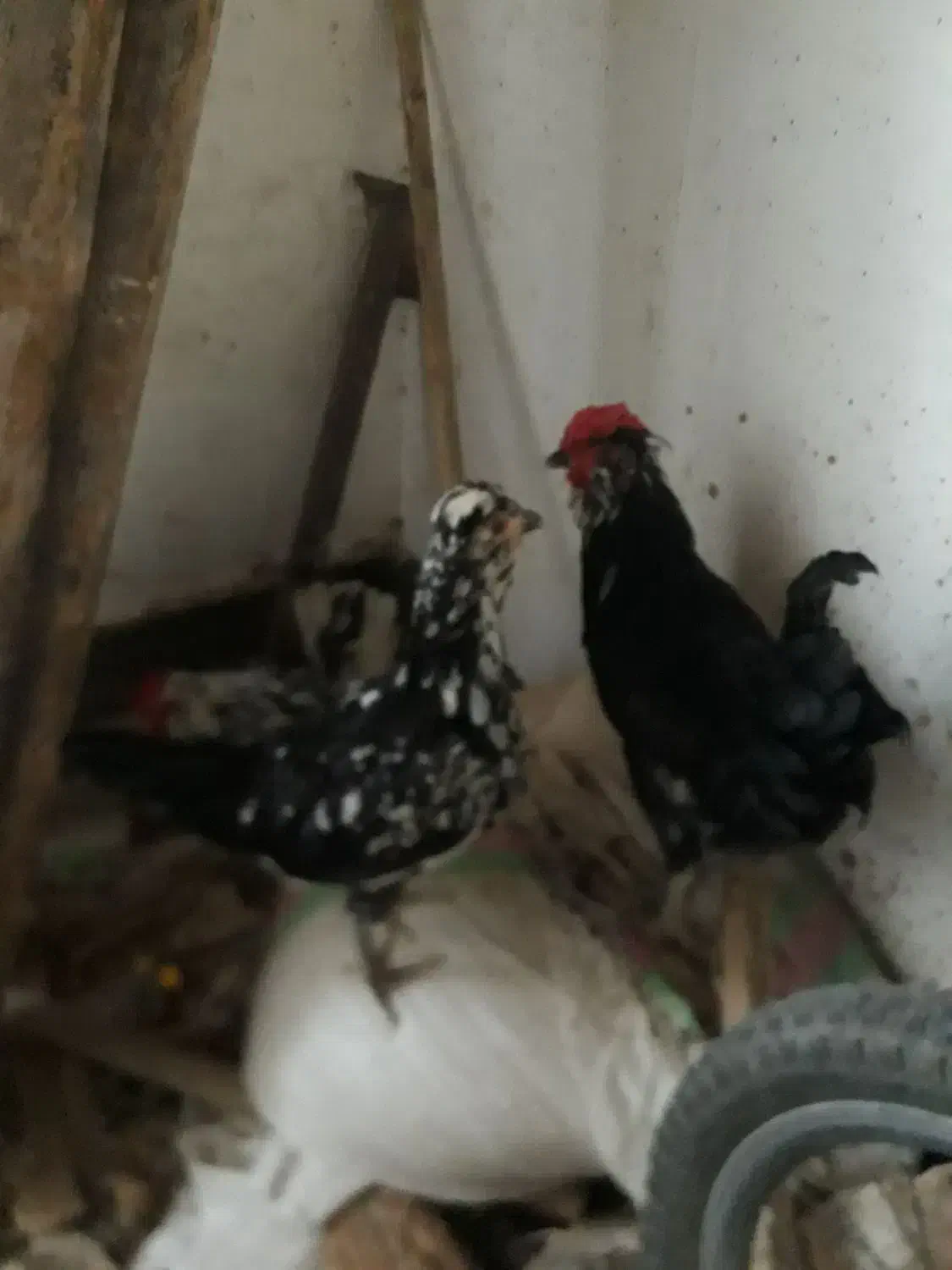 مرغ های گلچین شده در نورآباد ممسنی|حیوانات مزرعه|رستم, |دیوار