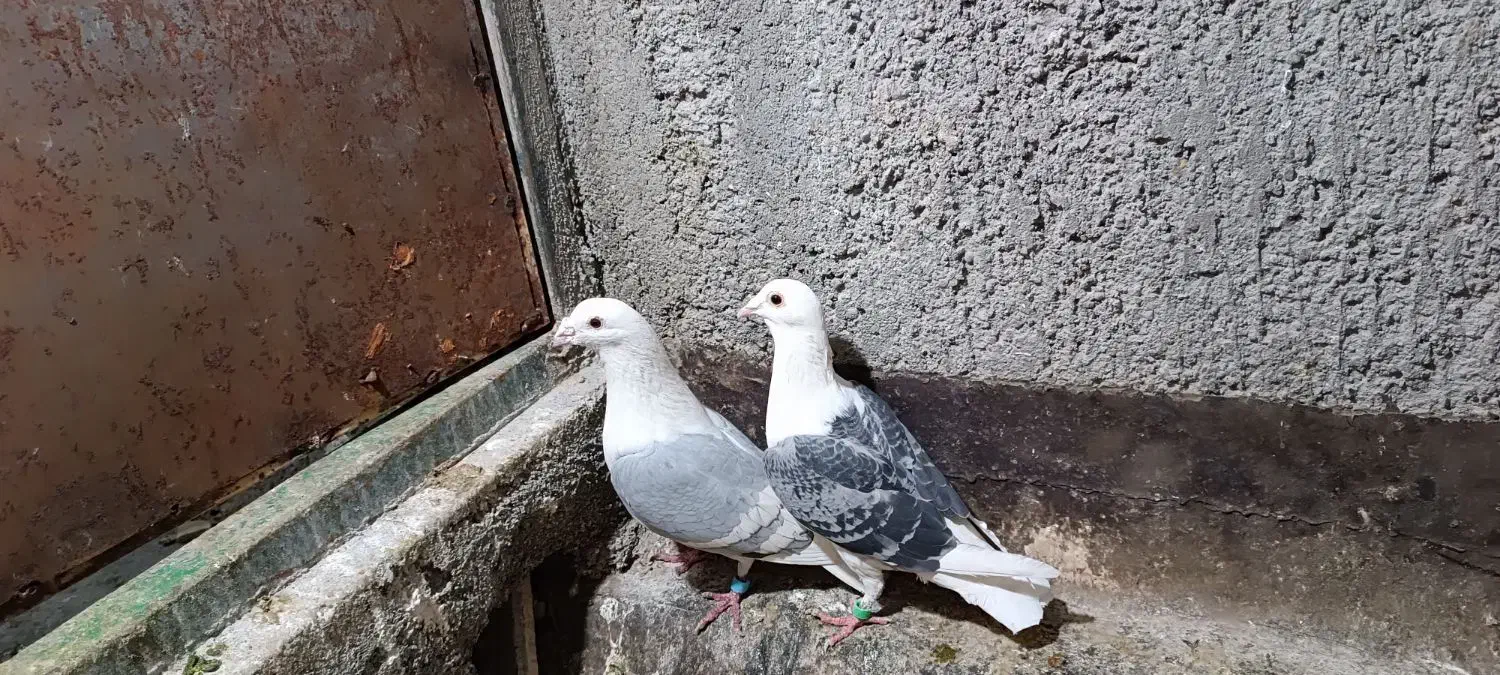 پشت گراف کویتی|پرنده|مشهد, محمدآباد|دیوار