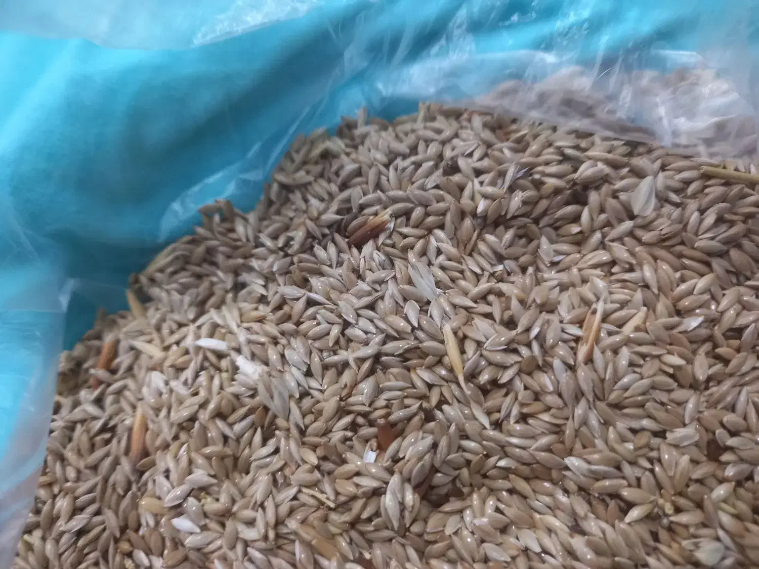 فروش بذر کتان|گل و گیاه طبیعی|گرمی, |دیوار