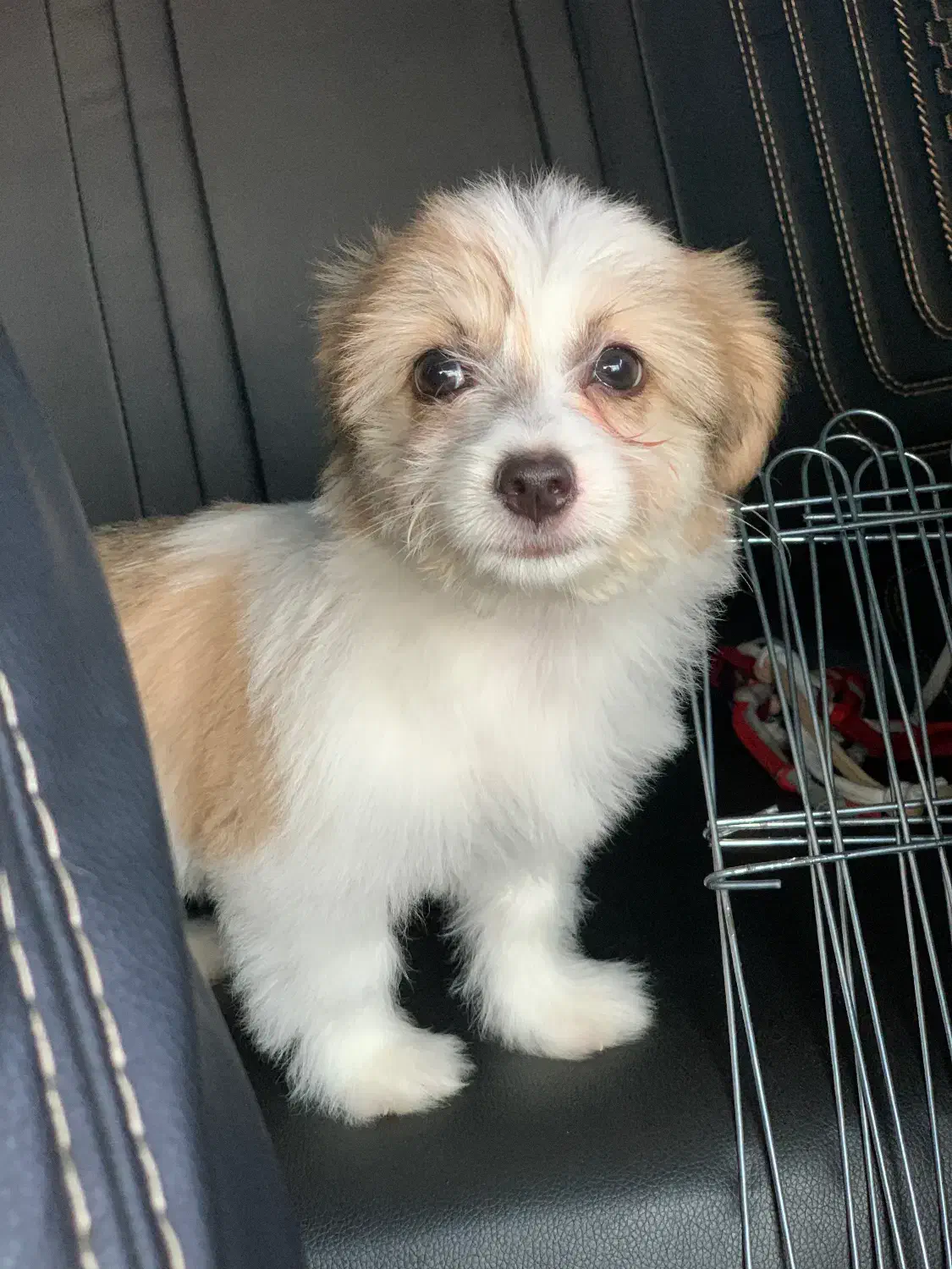 سگ شیتزو مالتیز|سگ|سرخرود, |دیوار