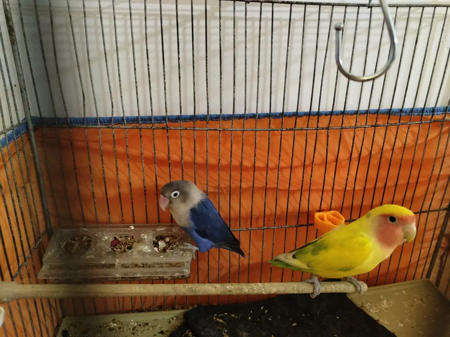 عروس هلندی کوتوله برزیلی|پرنده|صحنه, |دیوار