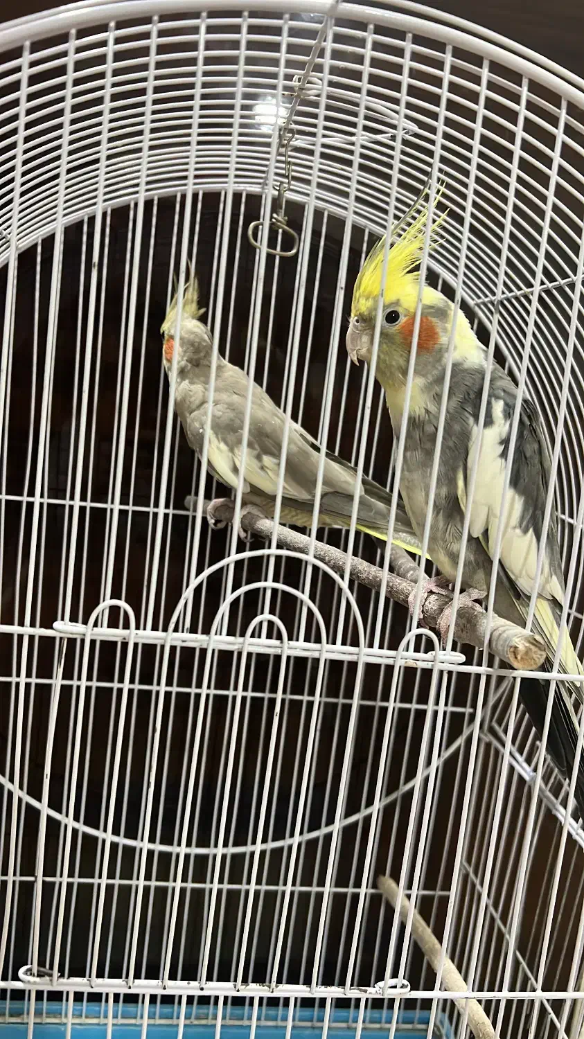 عروس هلندی|پرنده|آستارا, |دیوار